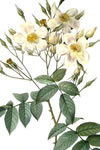 Rosa brunonii