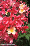 Rosa &times; odorata 'Mutabilis'
