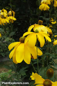 Rudbeckia laciniata