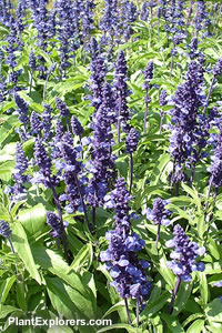 Salvia farinacea 'Victoria'