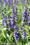 Salvia farinacea 'Victoria'