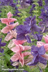 Salvia viridis