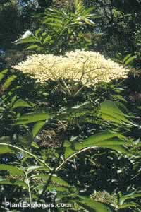Sambucus nigra