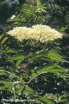 Sambucus nigra
