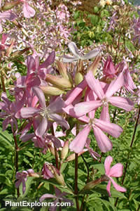 Saponaria officinalis
