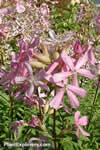 Saponaria officinalis
