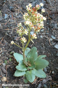 Saxifraga occidentalis