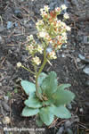 Saxifraga occidentalis
