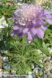 Scabiosa columbaria 'Nana'