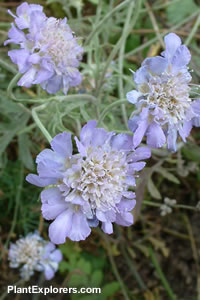 Scabiosa caucasica