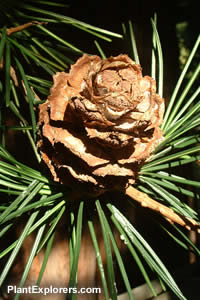 Sciadopitys verticillata
