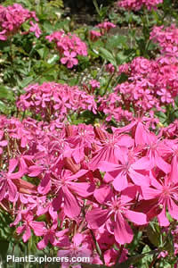 Silene armeria