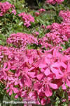 Silene armeria
