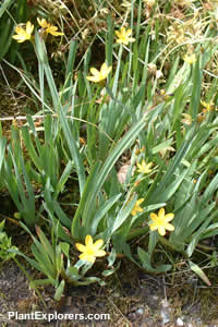 Sisyrinchium californicum