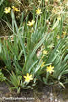 Sisyrinchium californicum