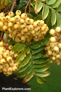 Sorbus 'Joseph Rock'