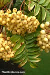 Sorbus 'Joseph Rock'