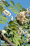 Sorbus hupehensis