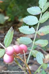 Sorbus reducta