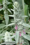 Stachys byzantina