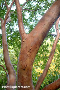 Stewartia ovata