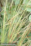 Stipa capillata