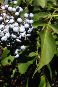 Sambucus caerulea