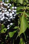 Sambucus caerulea