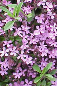 Saponaria ocymoides