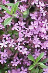 Saponaria ocymoides