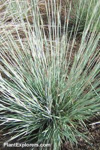 Schizachyrium scoparium