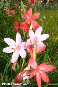Schizostylis coccinea Mixed