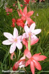 Schizostylis coccinea Mixed