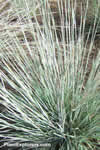 Schizachyrium scoparium