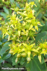 Sedum takesimense