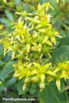 Sedum takesimense