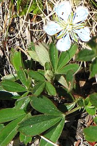 Sibbaldiopsis tridentata