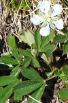 Sibbaldiopsis tridentata