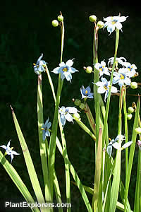Sisyrinchium angustifolium