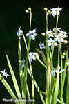 Sisyrinchium angustifolium