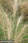 Sitanion hystrix
