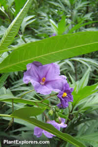 Solanum lacinatum