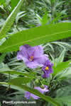 Solanum lacinatum