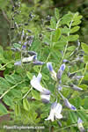 Sophora davidii