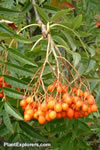 Sorbus amurensis 'rufa'