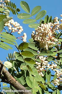 Sorbus hupehensis