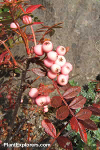 Sorbus reducta