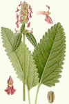 Stachys officinalis