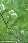 Staphylea holocarpa