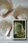 Stipa barbata